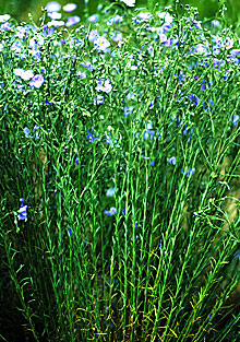 Flax with blue flowers